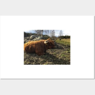 Scottish Highland Cattle Bull 2384 Posters and Art